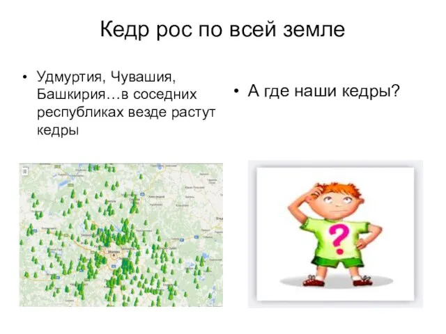 Кедр рос по всей земле Удмуртия, Чувашия, Башкирия…в соседних республиках везде