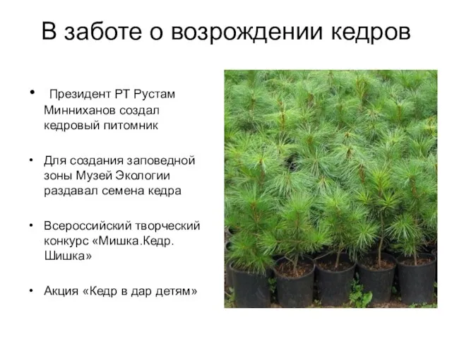 В заботе о возрождении кедров Президент РТ Рустам Минниханов создал кедровый