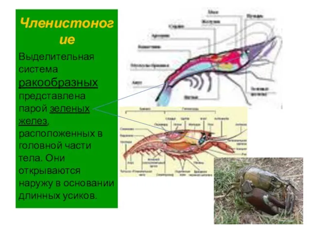 Членистоногие Выделительная система ракообразных представлена парой зеленых желез, расположенных в головной