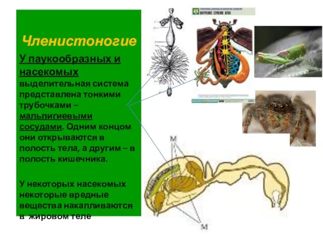 Членистоногие У паукообразных и насекомых выделительная система представлена тонкими трубочками –