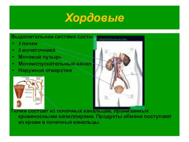 Хордовые Выделительная система состоит из: 2 почки 2 мочеточника Мочевой пузырь