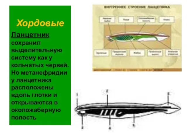 Хордовые Ланцетник сохранил выделительную систему как у кольчатых червей. Но метанефридии