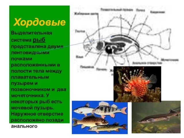 Хордовые Выделительная система рыб представлена двумя лентовидными почками расположенными в полости