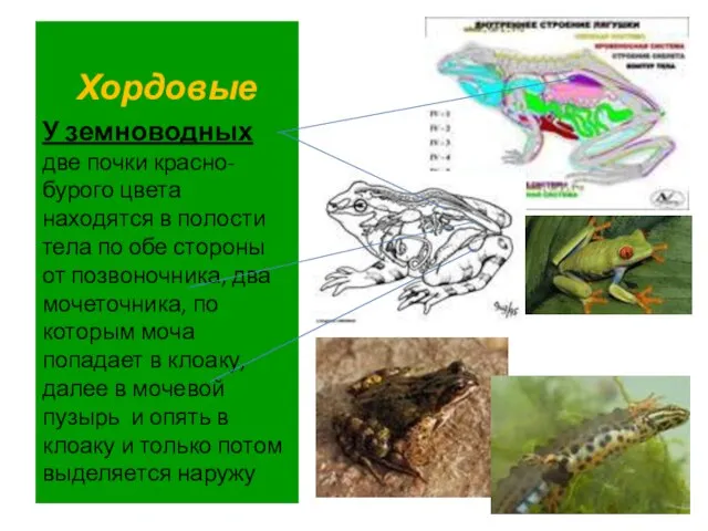 Хордовые У земноводных две почки красно-бурого цвета находятся в полости тела