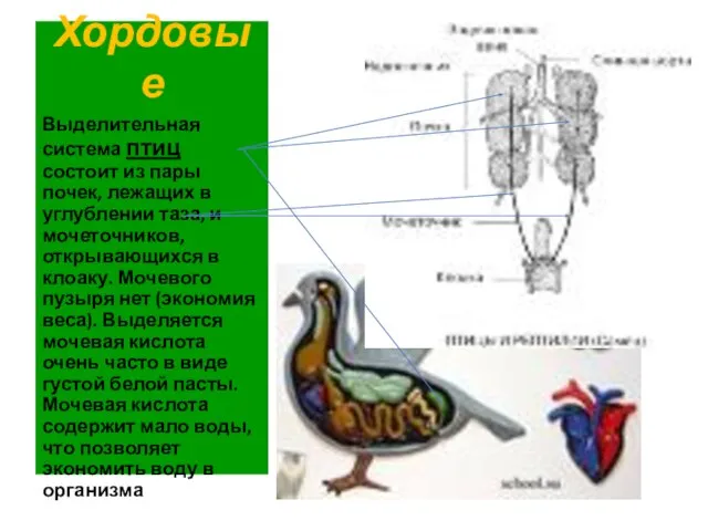 Хордовые Выделительная система птиц состоит из пары почек, лежащих в углублении