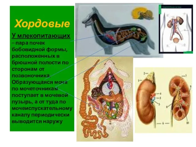 Хордовые У млекопитающих – пара почек бобовидной формы, расположенных в брюшной