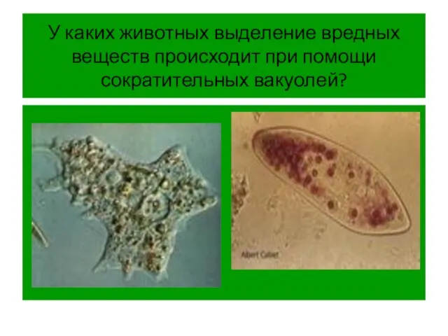 У каких животных выделение вредных веществ происходит при помощи сократительных вакуолей?