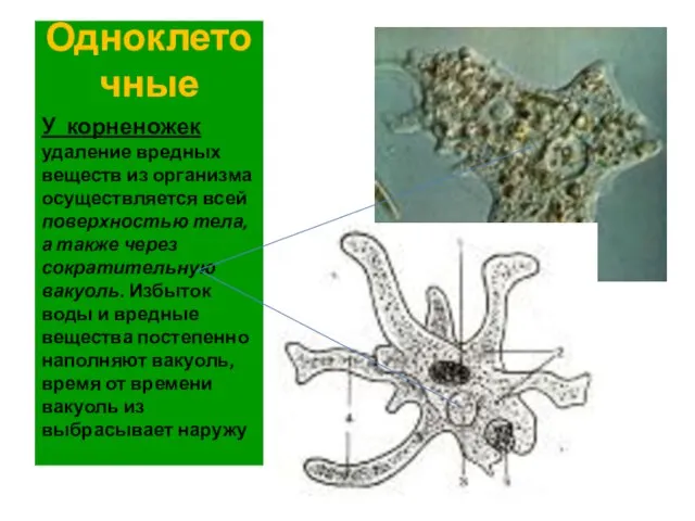 Одноклеточные У корненожек удаление вредных веществ из организма осуществляется всей поверхностью