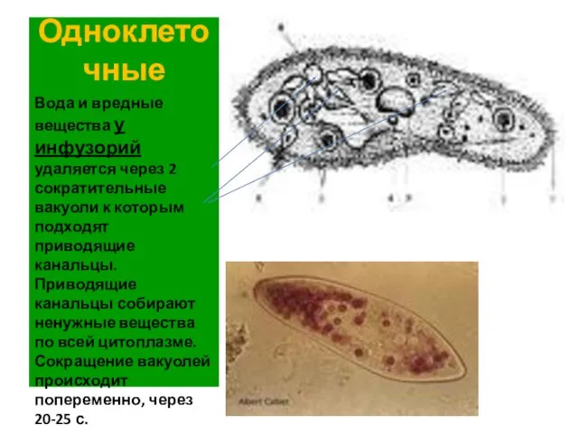 Одноклеточные Вода и вредные вещества у инфузорий удаляется через 2 сократительные