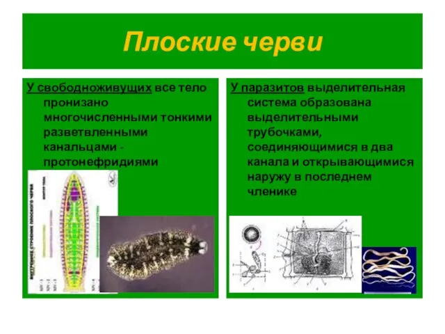 Плоские черви У свободноживущих все тело пронизано многочисленными тонкими разветвленными канальцами