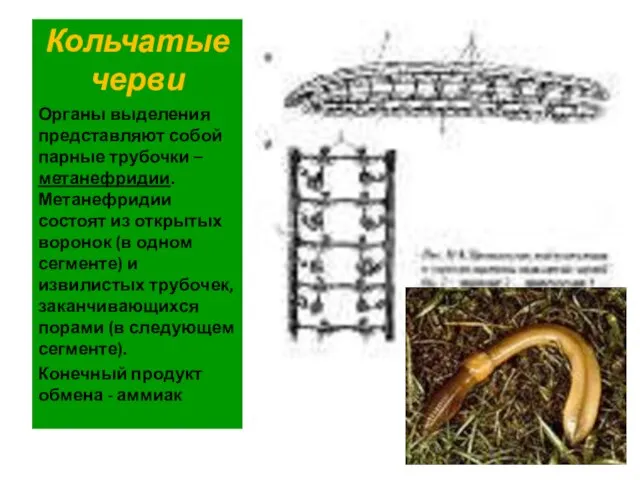 Кольчатые черви Органы выделения представляют собой парные трубочки – метанефридии. Метанефридии