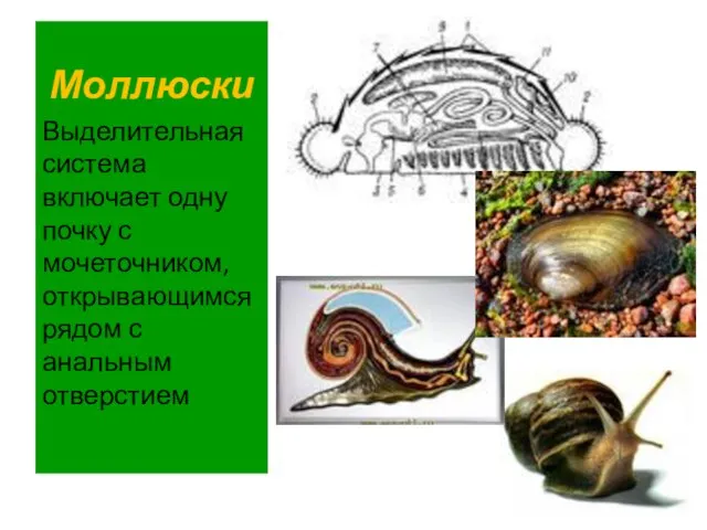 Моллюски Выделительная система включает одну почку с мочеточником, открывающимся рядом с анальным отверстием