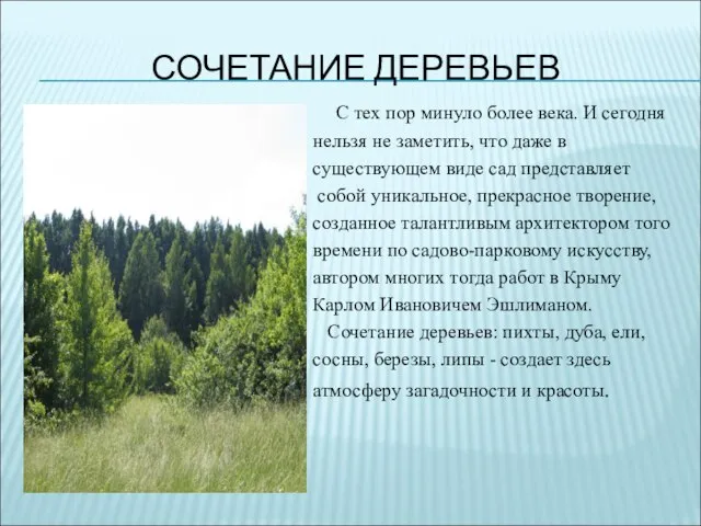 СОЧЕТАНИЕ ДЕРЕВЬЕВ С тех пор минуло более века. И сегодня нельзя