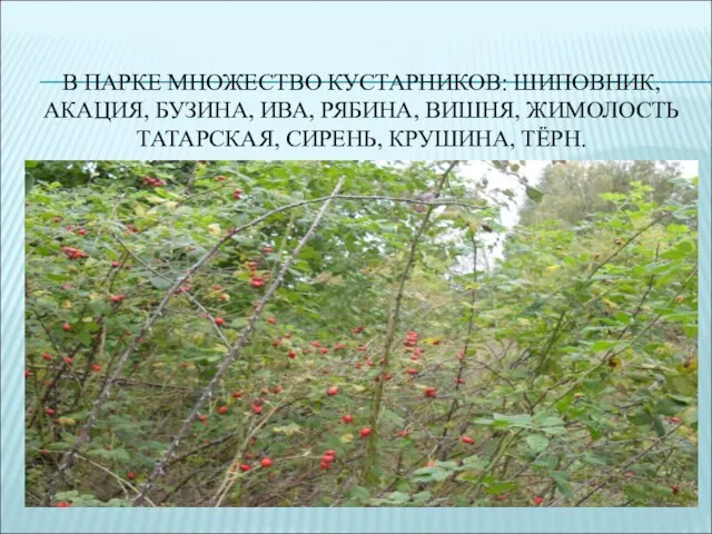 В ПАРКЕ МНОЖЕСТВО КУСТАРНИКОВ: ШИПОВНИК, АКАЦИЯ, БУЗИНА, ИВА, РЯБИНА, ВИШНЯ, ЖИМОЛОСТЬ ТАТАРСКАЯ, СИРЕНЬ, КРУШИНА, ТЁРН.