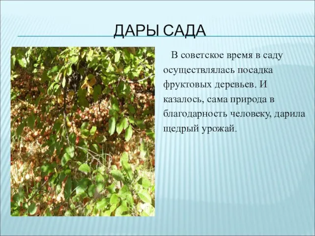 ДАРЫ САДА В советское время в саду осуществлялась посадка фруктовых деревьев.