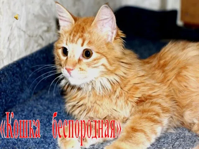 «Кошка беспородная»