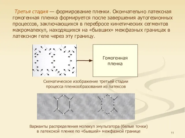 Схематическое изображение третьей стадии процесса пленкообразования из латексов Третья стадия —
