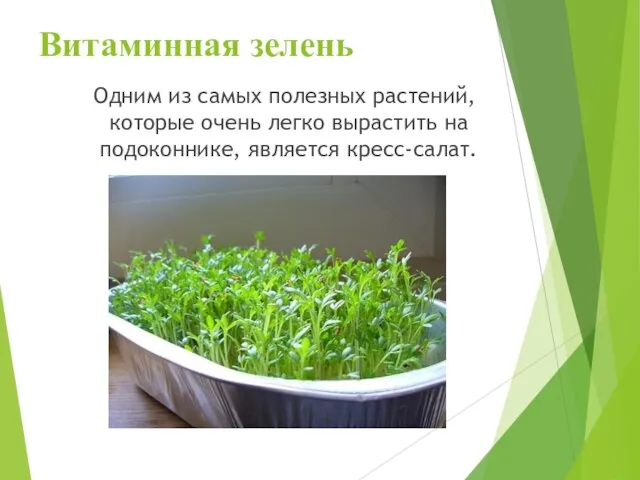 Витаминная зелень Одним из самых полезных растений, которые очень легко вырастить на подоконнике, является кресс-салат.
