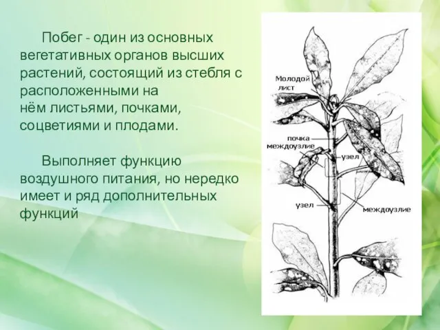 Побег - один из основных вегетативных органов высших растений, состоящий из