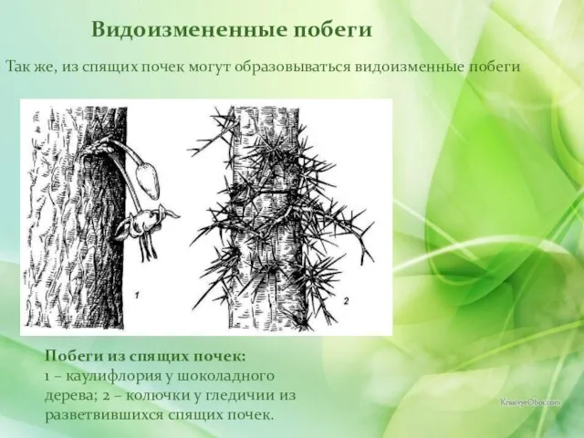 Видоизмененные побеги Так же, из спящих почек могут образовываться видоизменные побеги