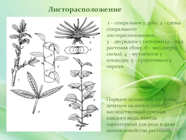 Листорасположение 1 – спиральное у дуба; 2 – схема спирального листорасположения;