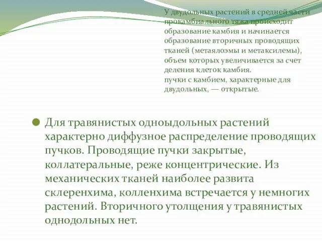 У двудольных растений в средней части прокамбиального тяжа происходит образование камбия