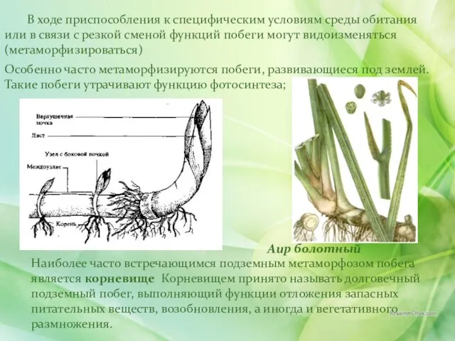 В ходе приспособления к специфическим условиям среды обитания или в связи