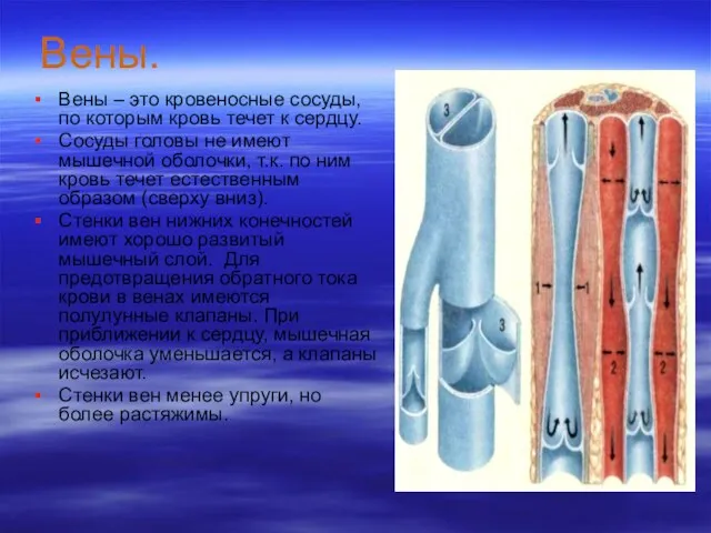 Вены. Вены – это кровеносные сосуды, по которым кровь течет к