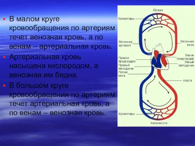 В малом круге кровообращения по артериям течет венозная кровь, а по