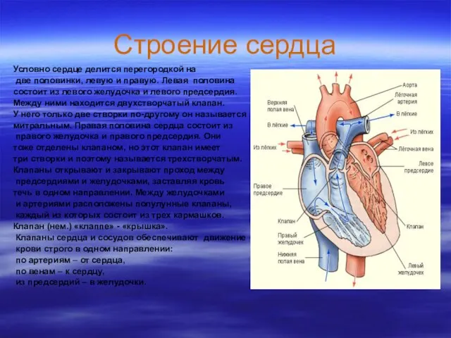 Строение сердца Условно сердце делится перегородкой на две половинки, левую и