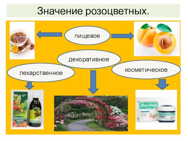 Значение розоцветных. пищевое декоративное косметическое лекарственное