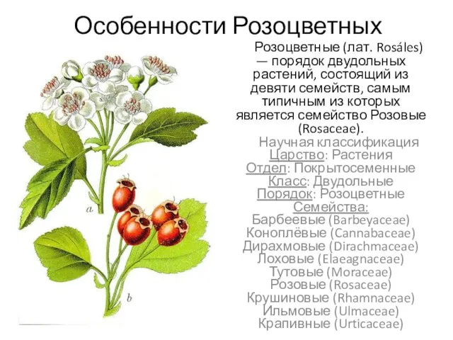 Особенности Розоцветных Розоцветные (лат. Rosáles) — порядок двудольных растений, состоящий из