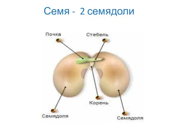 Семя - 2 семядоли