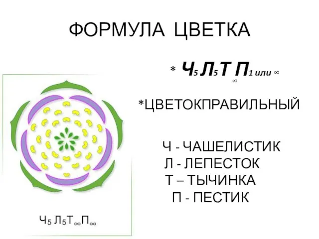 ФОРМУЛА ЦВЕТКА * Ч5 Л5Т П1 или ∞ *ЦВЕТОКПРАВИЛЬНЫЙ ∞ Ч