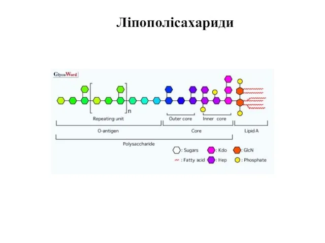 Ліпополісахариди