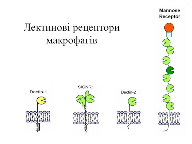 Лектинові рецептори макрофагів