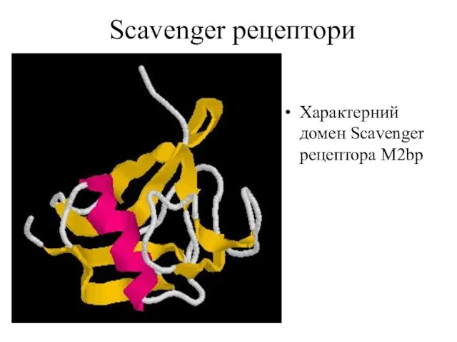 Scavenger рецептори Характерний домен Scavenger рецептора M2bp