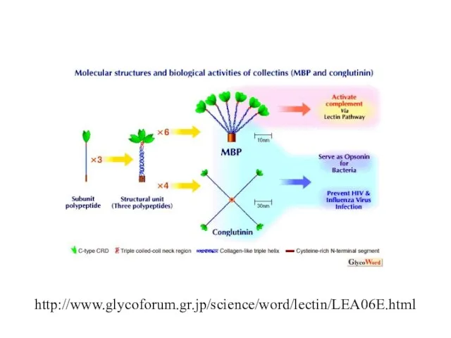 http://www.glycoforum.gr.jp/science/word/lectin/LEA06E.html