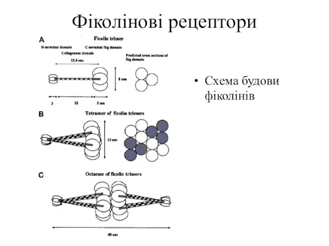 Фіколінові рецептори Схема будови фіколінів