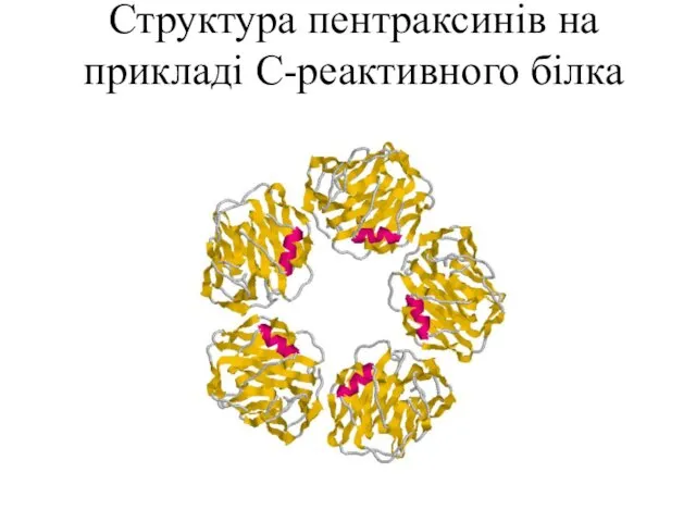 Структура пентраксинів на прикладі С-реактивного білка