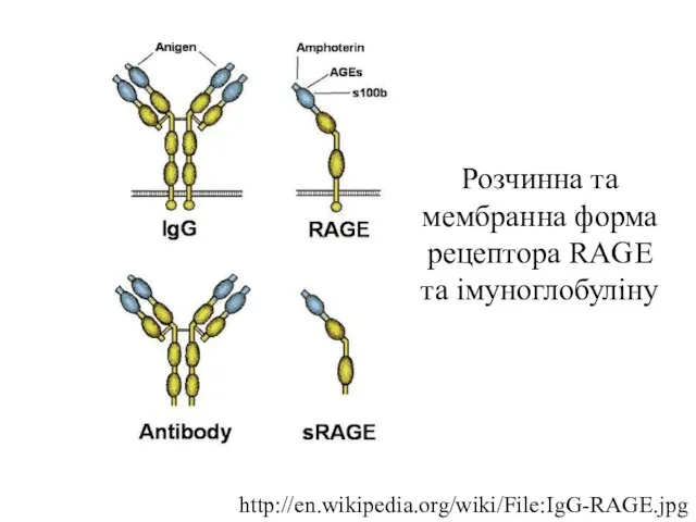 Розчинна та мембранна форма рецептора RAGE та імуноглобуліну http://en.wikipedia.org/wiki/File:IgG-RAGE.jpg