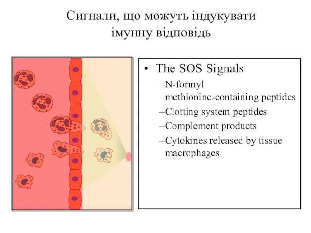 Сигнали, що можуть індукувати імунну відповідь The SOS Signals N-formyl methionine-containing