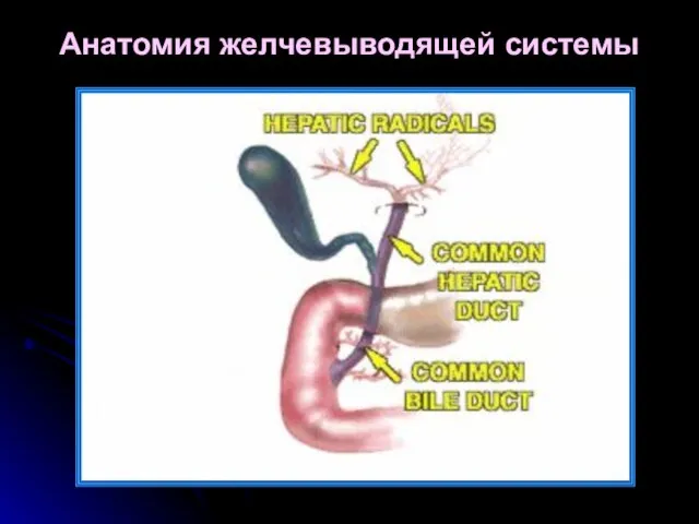 Анатомия желчевыводящей системы