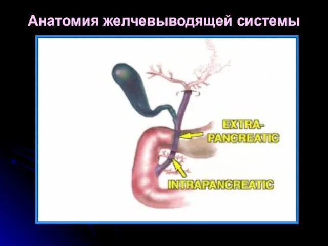 Анатомия желчевыводящей системы