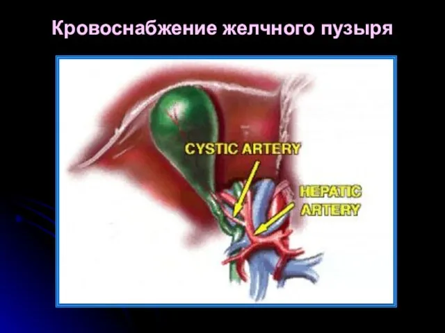 Кровоснабжение желчного пузыря