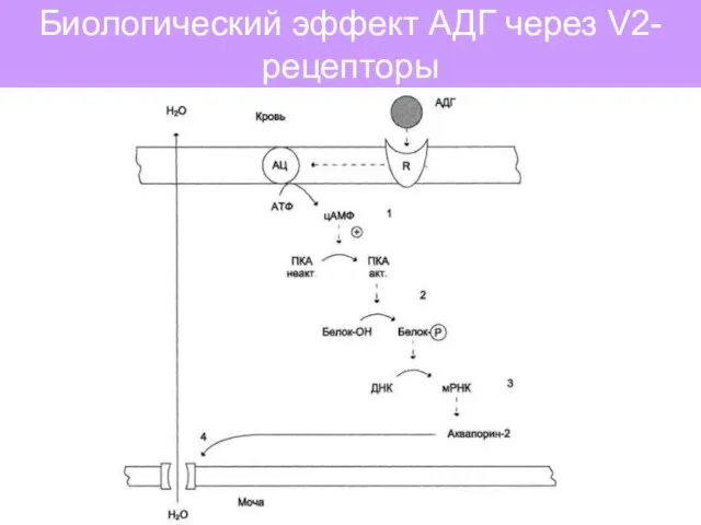 Биологический эффект АДГ через V2-рецепторы