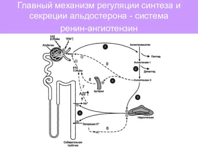 Главный механизм регуляции синтеза и секреции альдостерона - система ренин-ангиотензин