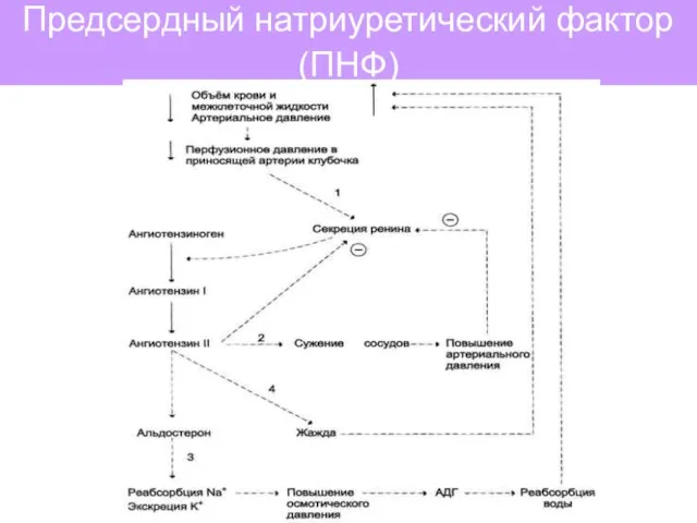 Предсердный натриуретический фактор (ПНФ)