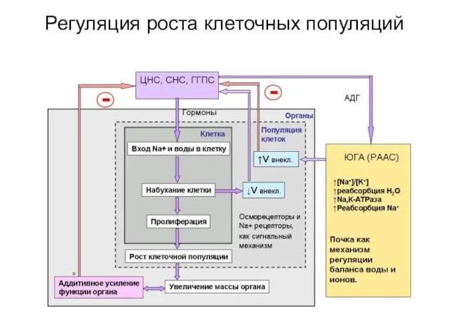 Регуляция роста клеточных популяций