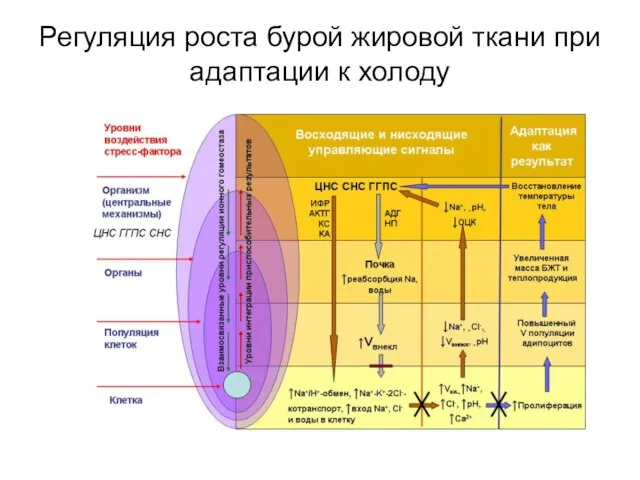 Регуляция роста бурой жировой ткани при адаптации к холоду